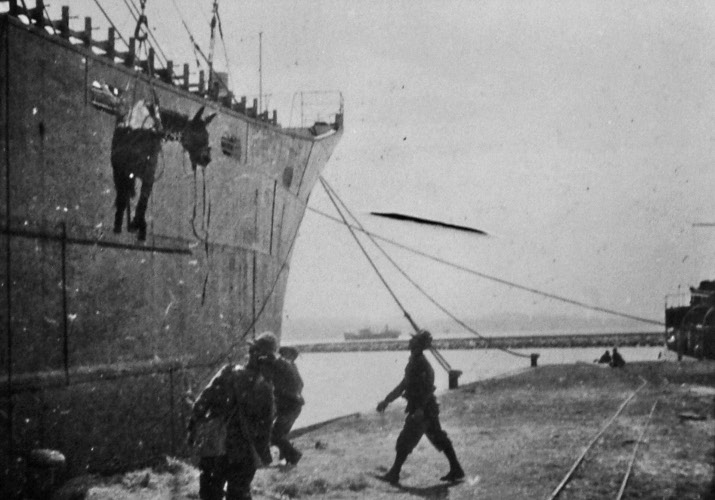 Fase di caricamento muli sulla nave