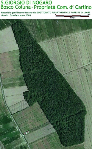 Bosco Coluna - Proprietà Comune di Carlino