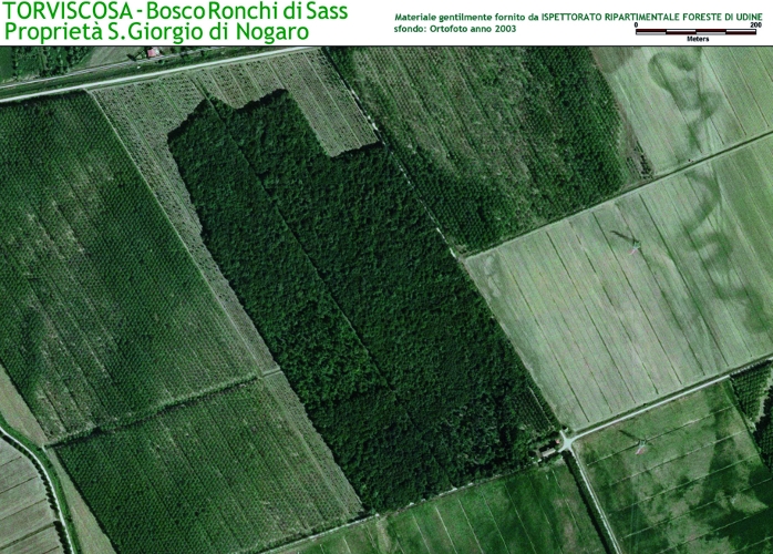 Bosco Ronchi di Sass
