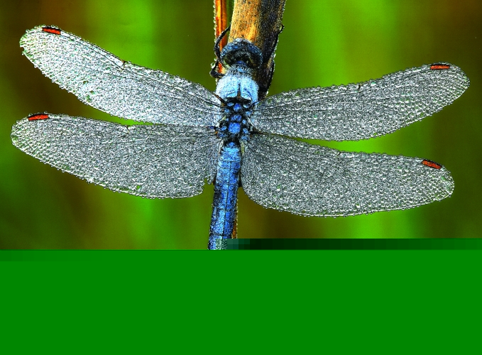 Libellula sul fiume Turgnano