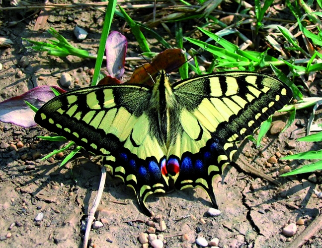 Macaone (Papilio machaon)