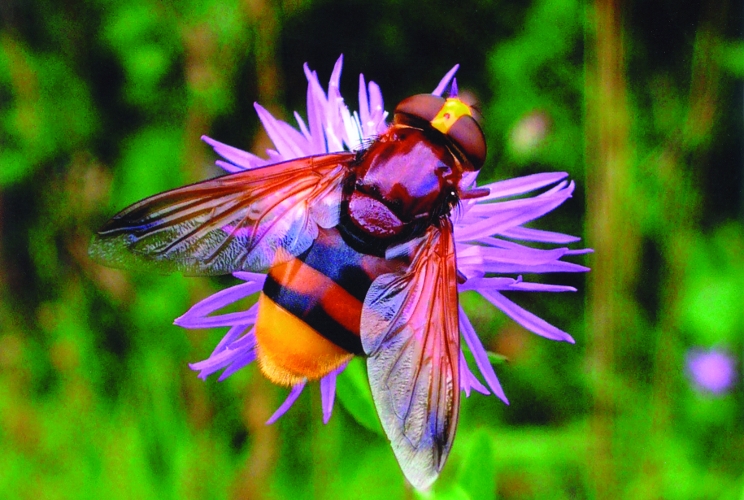 Volucella zonaria