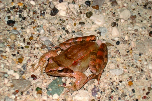 Rana di Lataste