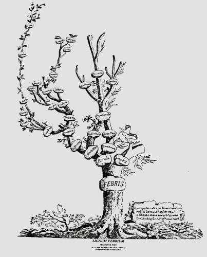 albero delle febbri