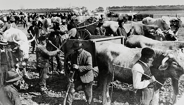Braccianti al lavoro con bovini
