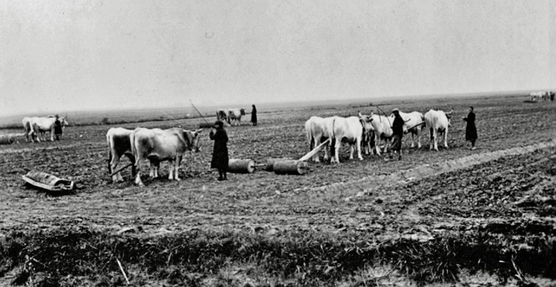 buoi tirano rulli per appianare il terreno