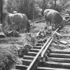 Mucche che hanno trovato scampo sul rilevato della ferrovia