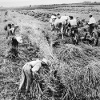 Preparazione delle balze